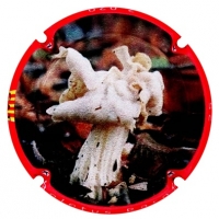 Placa 5ee90876ba0aa_311b03f9226eea6c7fec4894dcdb6122